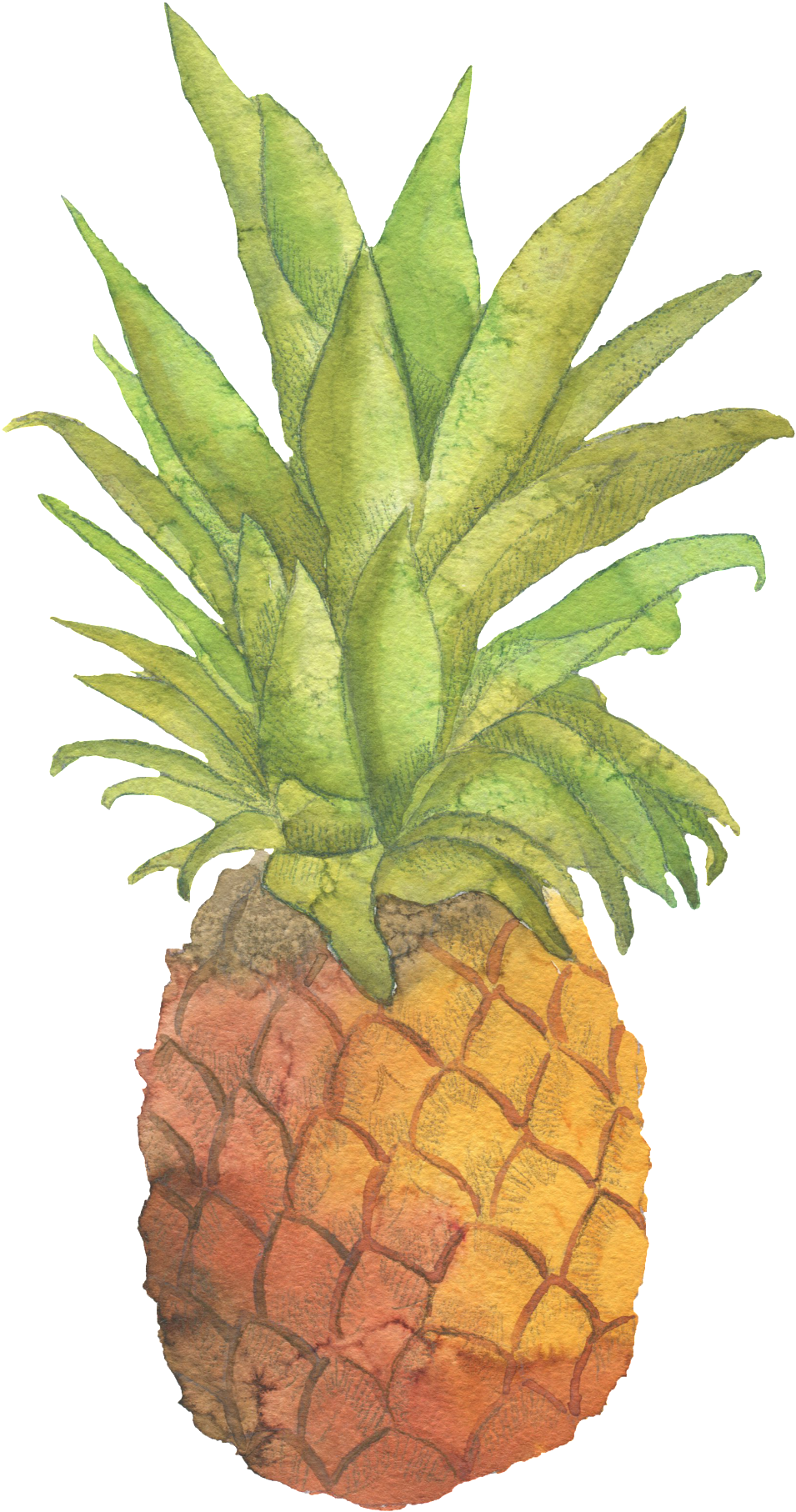 Fresh Pineapple Hand Painted Watercolor Transparent - Zazzle Be Sweet Pineapple Tote (1024x1878), Png Download