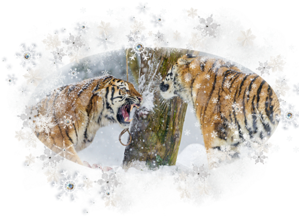 Tigers - Tiger (600x429), Png Download