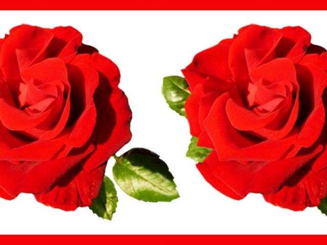 Flower Border Png - Rose Flower Design Border Png (640x480), Png Download