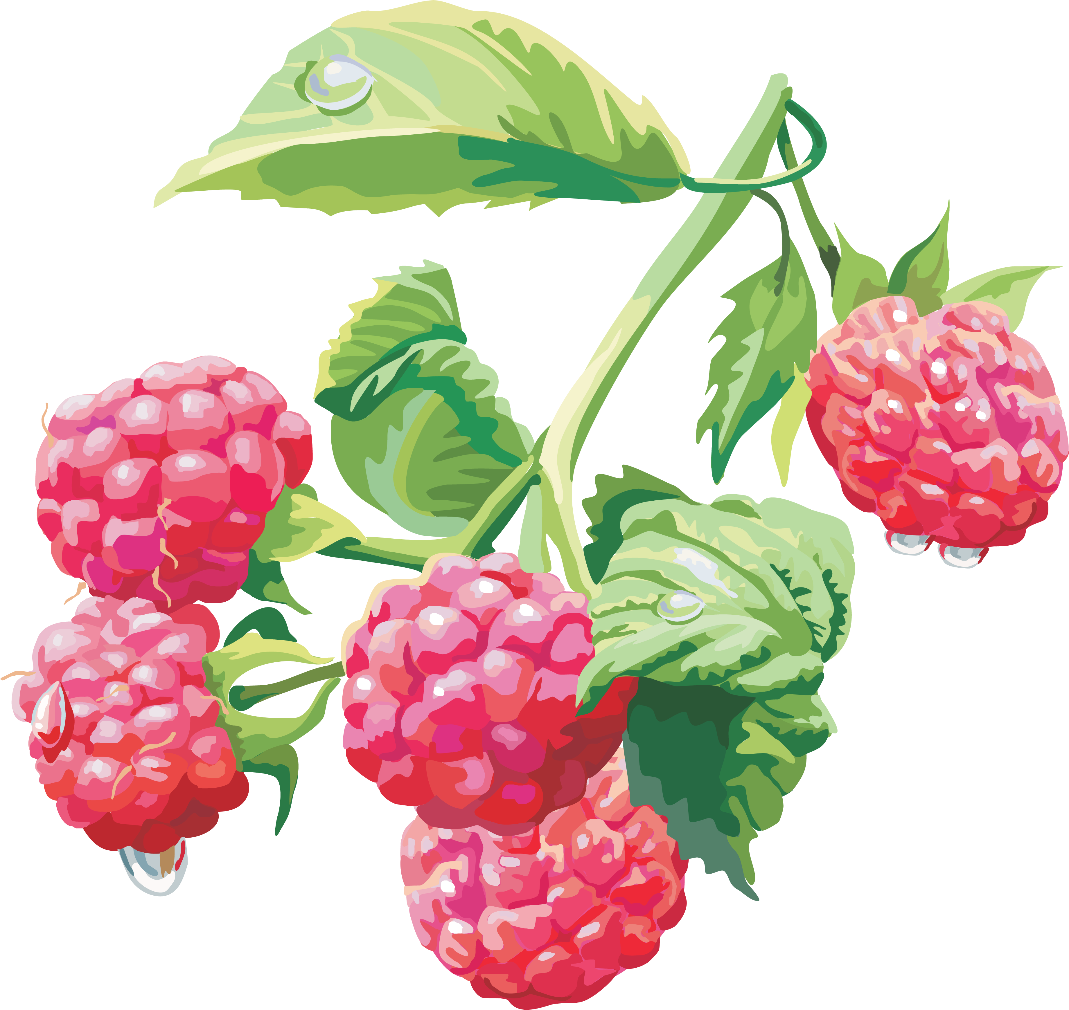 Rasberry Drawing Png Image - Raspberry Png (3705x3505), Png Download