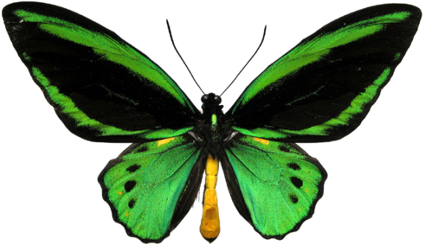 Green Butterfly - Ornithoptera Priamus Poseidon (616x367), Png Download