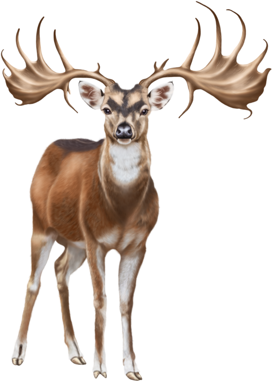 Deer Png Clip Art - White Deer Png On Transparent Background (634x800), Png Download