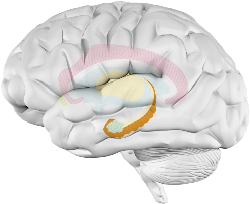 Hippocampus - Parachuting (613x500), Png Download