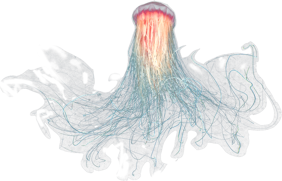 Large Jellyfish - Jelly Fish Png (947x611), Png Download