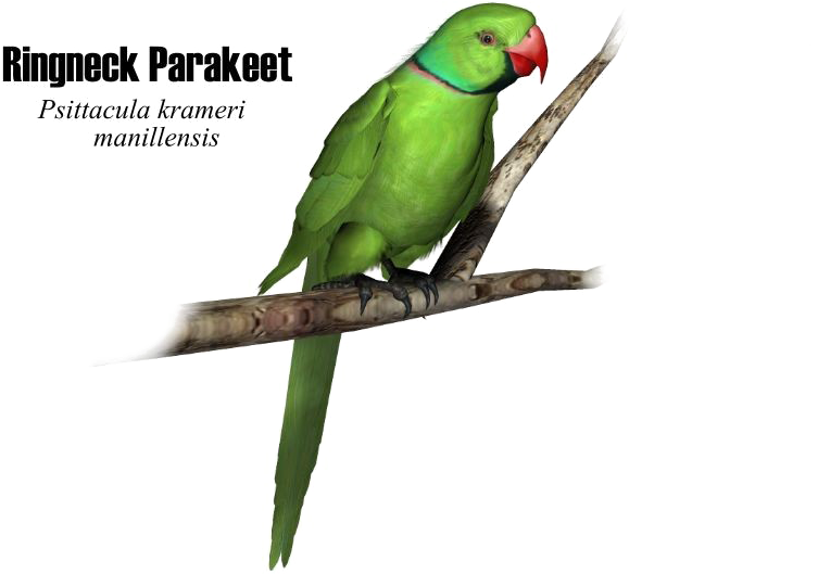 Green Parrot Png High-quality Image - Portable Network Graphics (800x600), Png Download