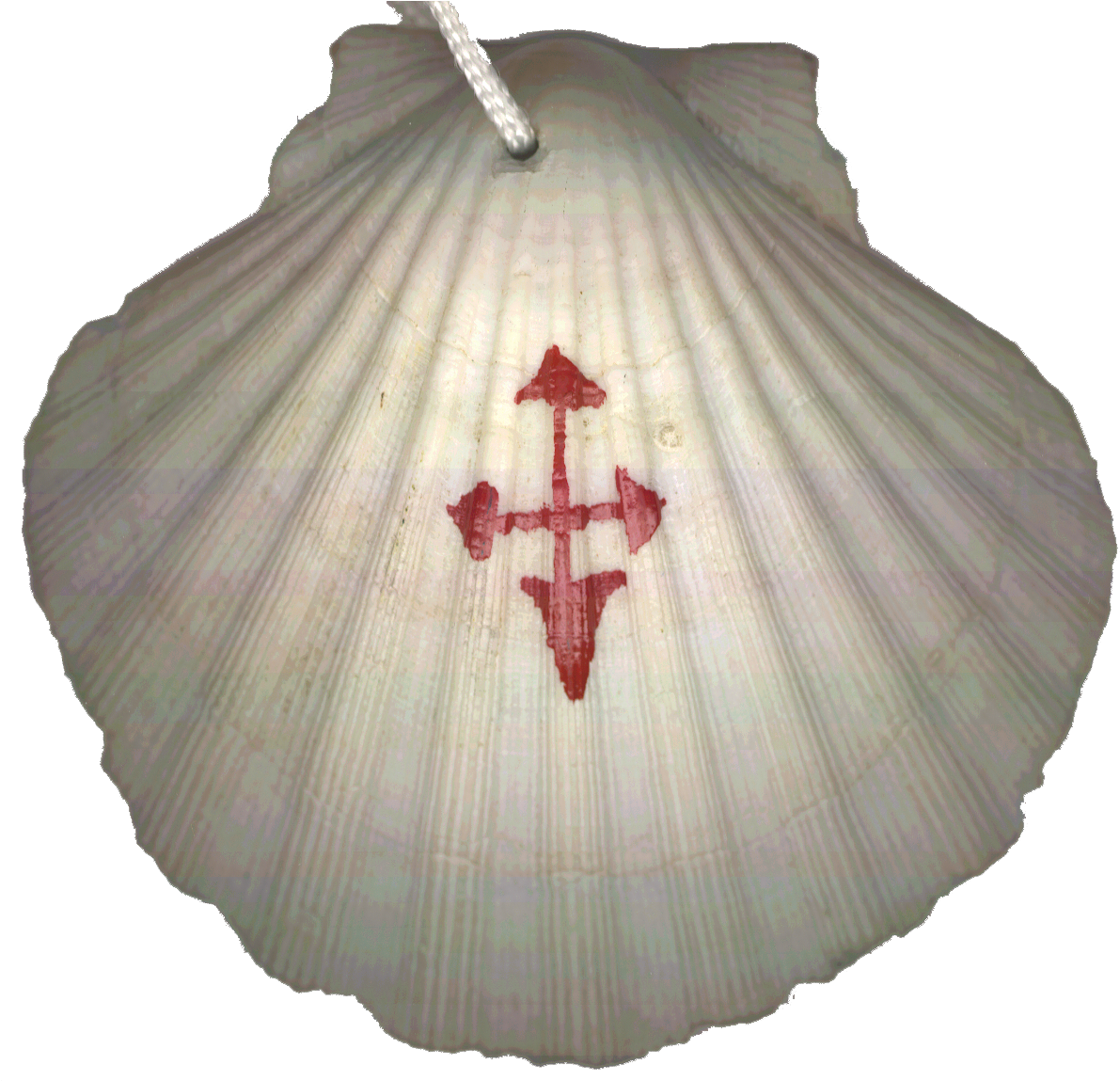 This Is The Scallop Shell I Wore As A Symbol Of St - Camino De Santiago Shell (1208x1148), Png Download