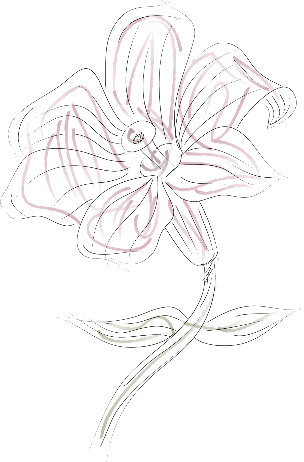 Graphic Freeuse Stock Painting Lilium Pattern Transprent - Drawing (1208x1839), Png Download