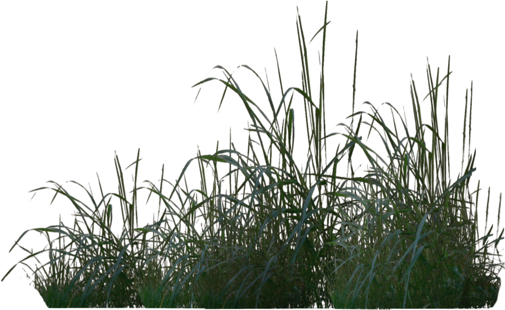 Rendered In Poser Pro 2012 Please Download For Full - Vegetation Photoshop Png (1024x639), Png Download