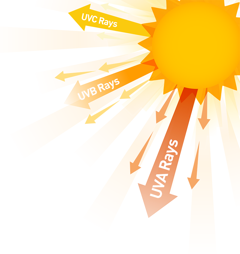 Top Five Questions On Skin Cancer - Ultraviolet Ray Clipart (800x848), Png Download