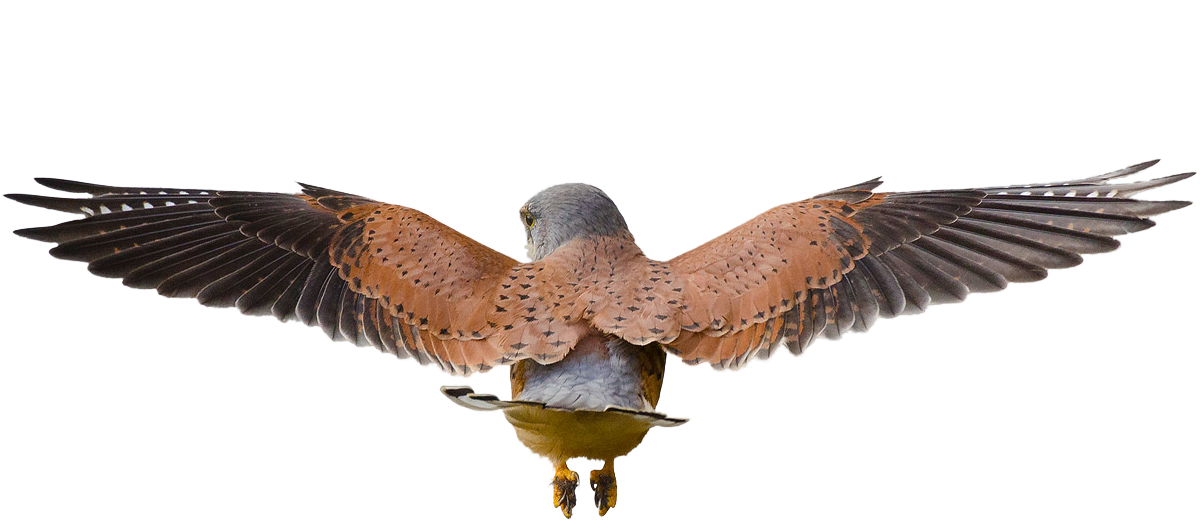 Hawk Flying Png - Bird (1226x573), Png Download