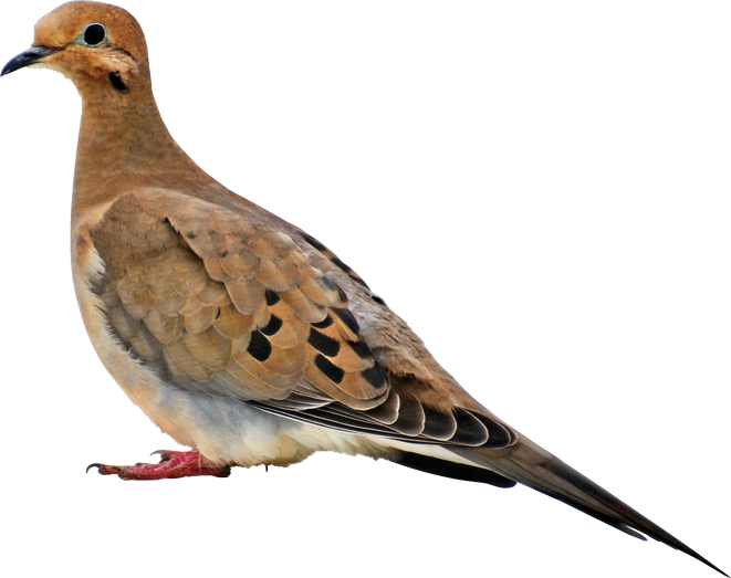 Birds - Book About Mourning Doves (661x523), Png Download