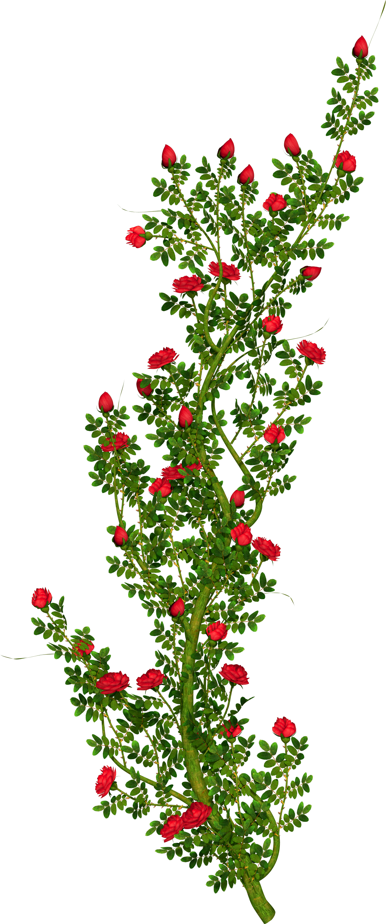 Clip Arts Related To - Red Rose Bush Png (1820x3053), Png Download