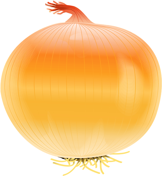 Onion - Clip Art Onion (555x600), Png Download