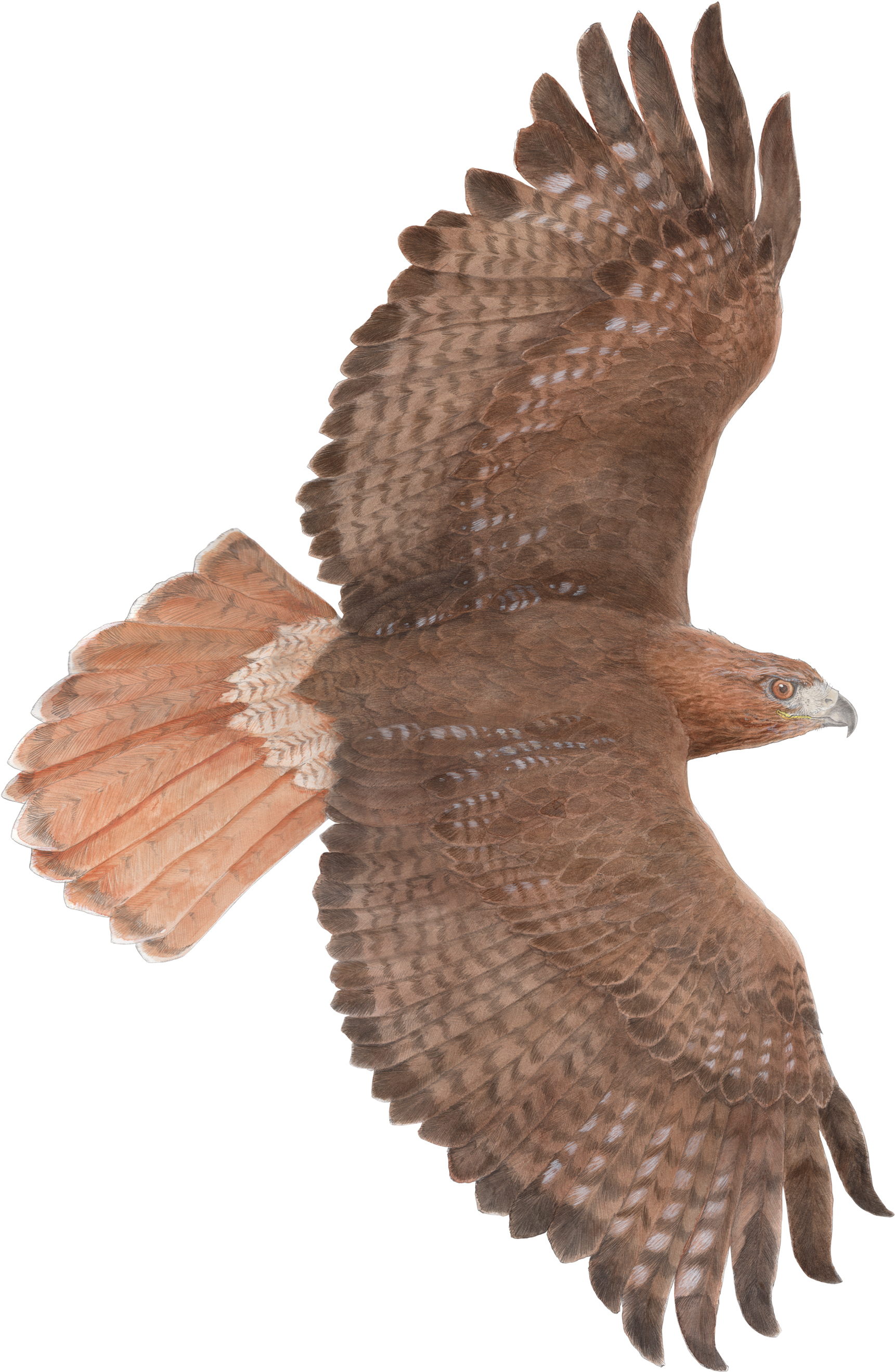 Red-tailed Hawk In Flight - Red Tailed Hawk Transparent (1800x2738), Png Download