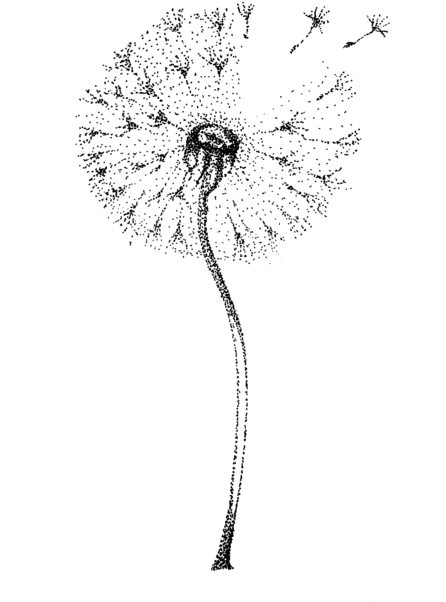 Bleed Area May Not Be Visible - Dandelion Watercolor Art Print Painting (457x700), Png Download