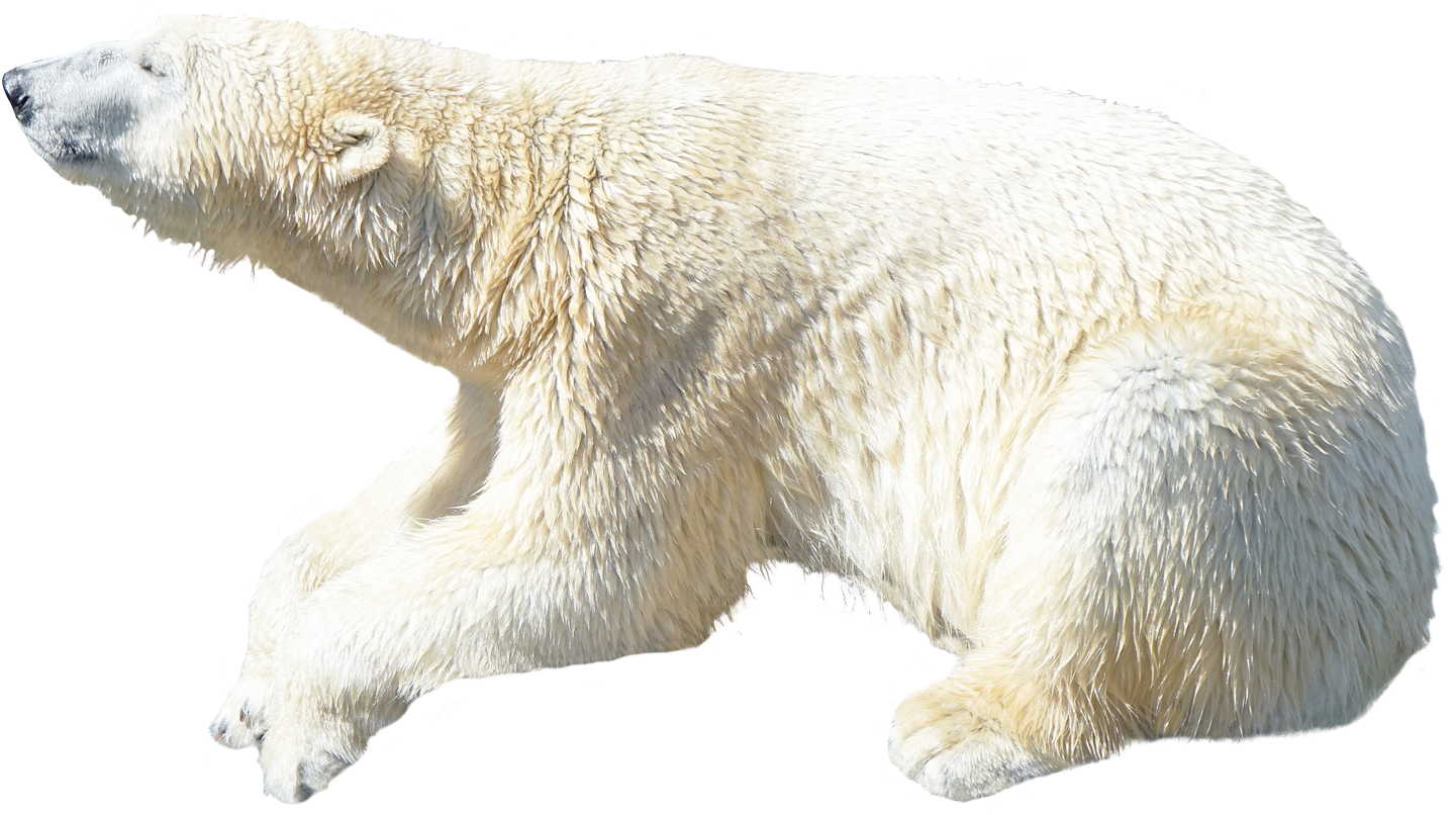 Polar Bear Png Image - Polar Bear Transparent Background (1500x908), Png Download