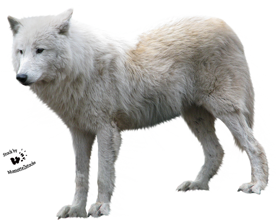 Arctic Fox Head - Cut Out Stock Png (1032x774), Png Download