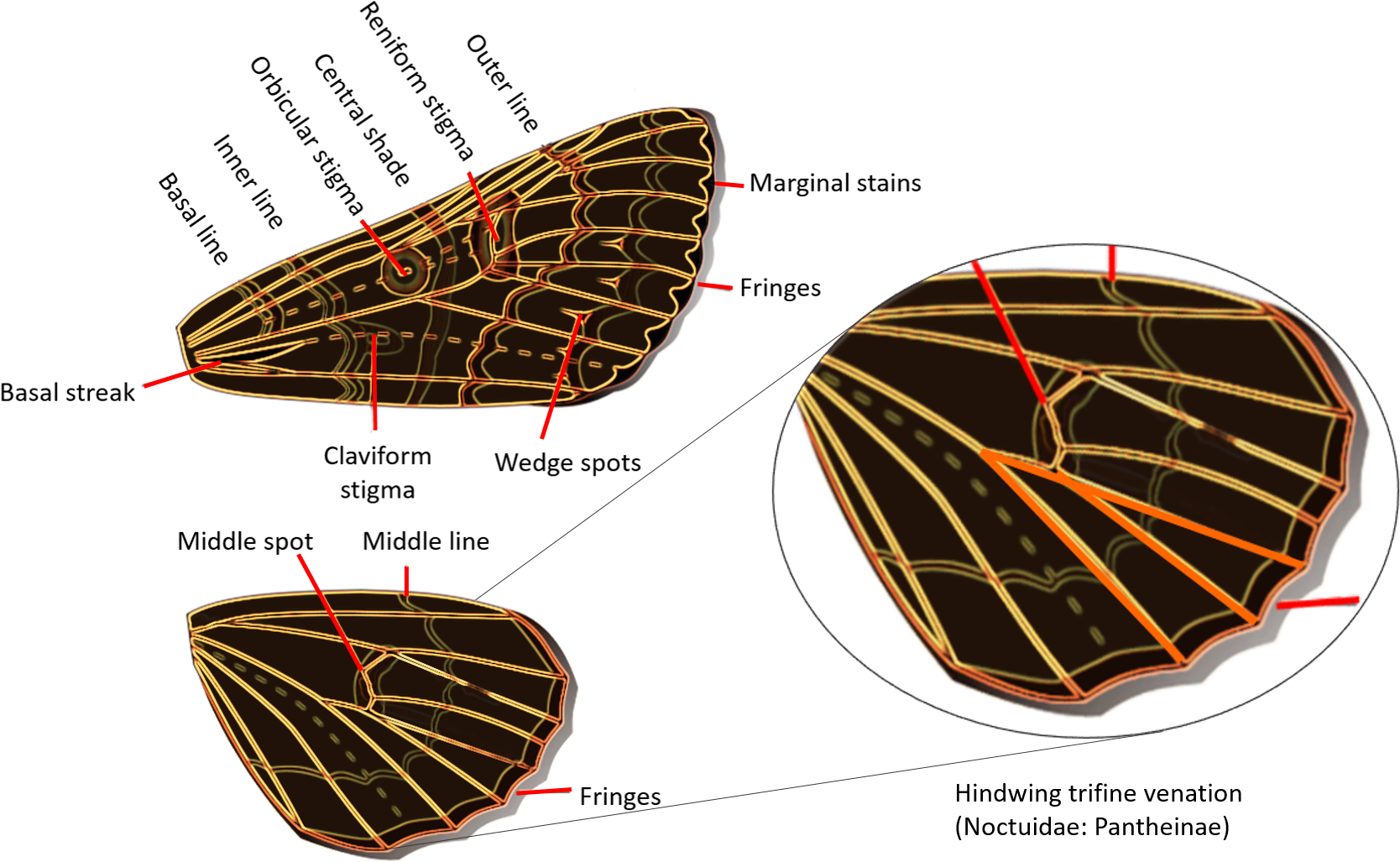 Noctuidae Wings - Geometridae Versus Noctuidae (1733x1125), Png Download