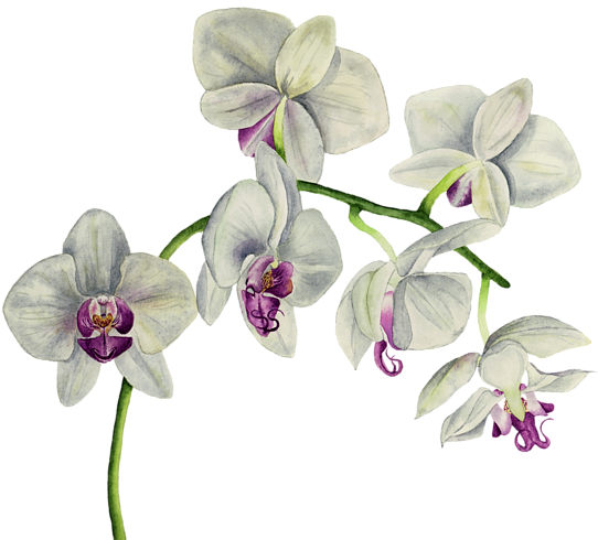 Bleed Area May Not Be Visible - Orchid Watercolor (600x503), Png Download