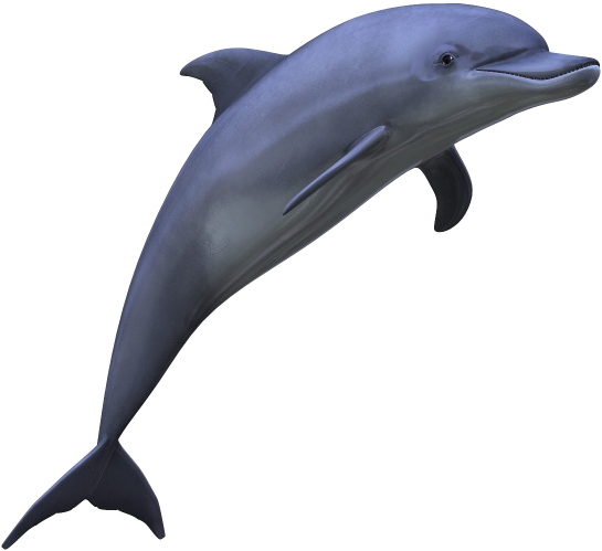 Dolphin Png Picture - Dolphin Png (600x600), Png Download