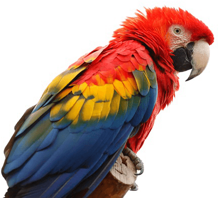 Birds - Scarlet Macaw (640x426), Png Download