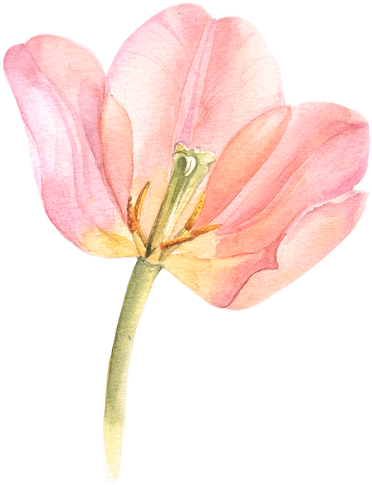 Tulip Transparent Watercolor Black And White Library - Watercolor Flowers Tulips Png (600x757), Png Download