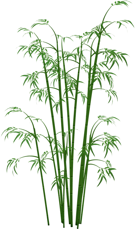 Bamboo Png Images Png Free - Bamboo Png (481x800), Png Download