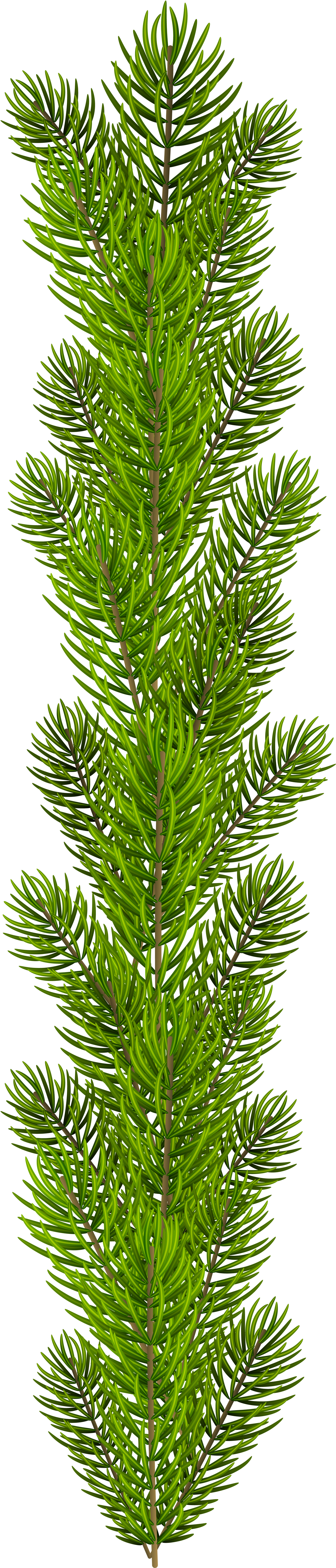 Tree Branch Png (1331x6000), Png Download