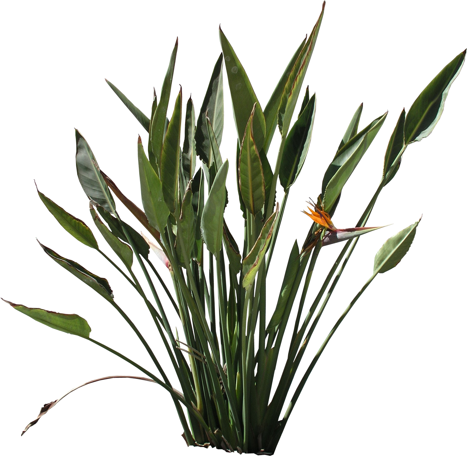 Png Strelitzia Texture - Bird Of Paradise Plant Png (1852x1808), Png Download