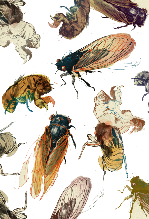 Art Drawing Painting Printmaking Illustration - Insect Drawing (600x883), Png Download
