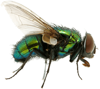 Insects - Flies Png (500x400), Png Download