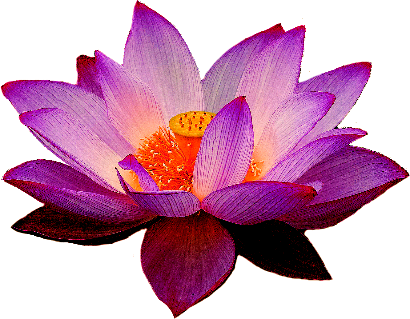 Nelumbo Nucifera Lotus Yoga Fit Flower Clip Art - Lotus Png (1409x1109), Png Download