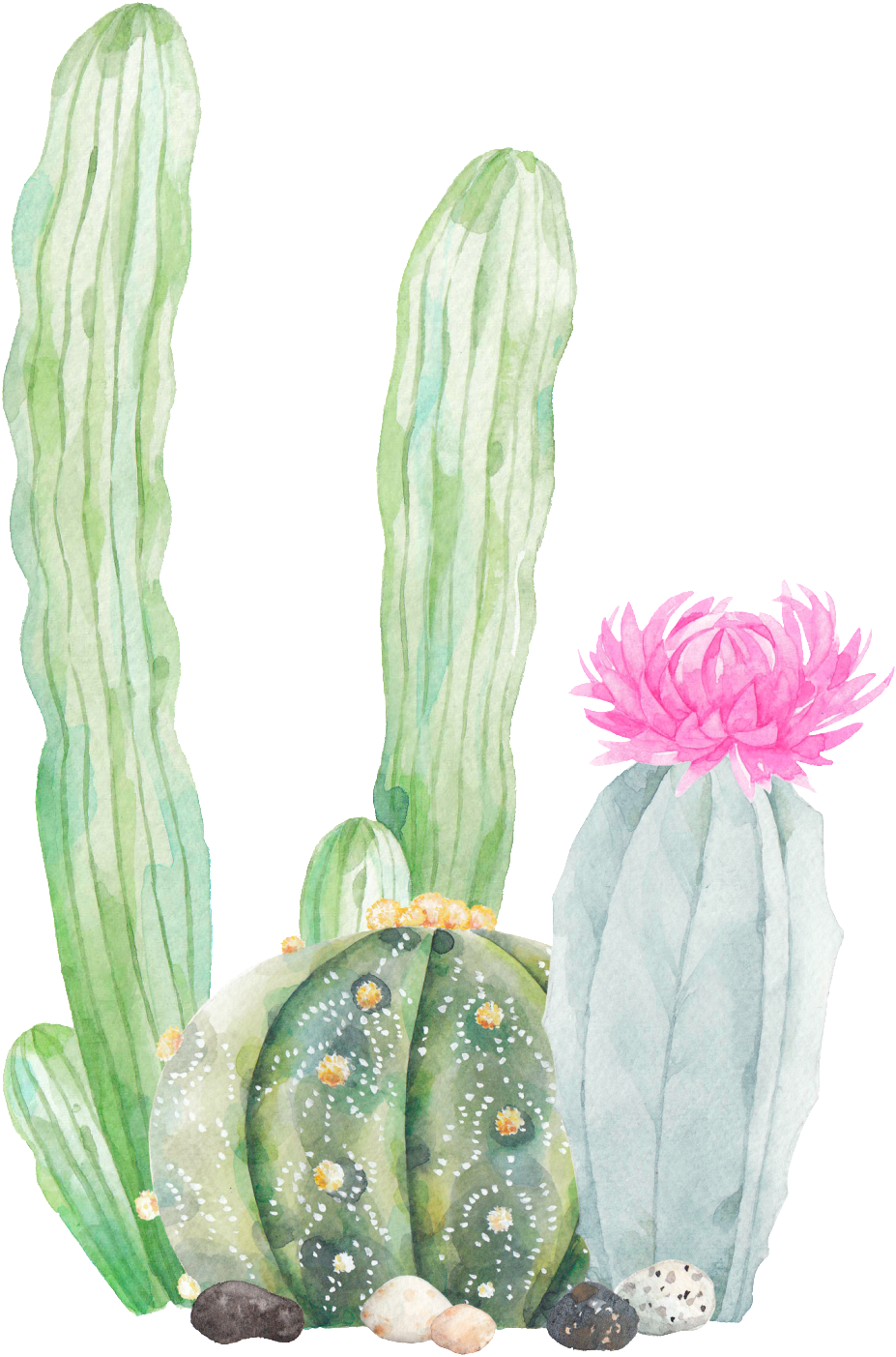 This Graphics Is Hand Painted Three Cactus Png Transparent - Cactus Png Transparent (1024x1515), Png Download