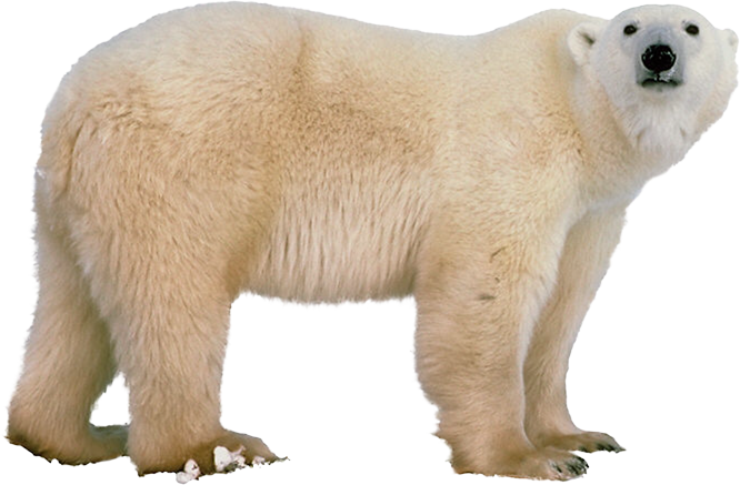 Polar White Bear Png - Polar Bear Png (666x437), Png Download
