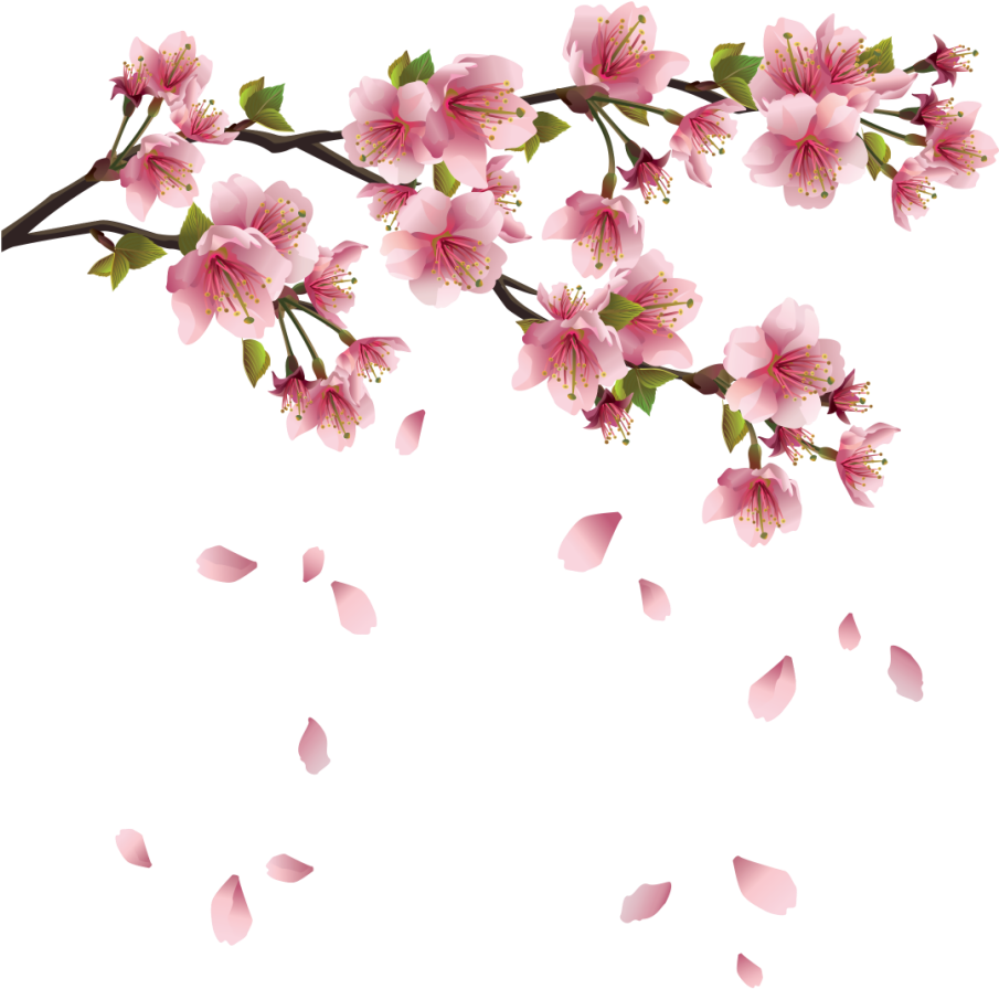 Spring Free Png Image - Transparent Background Cherry Blossoms Png (566x600), Png Download