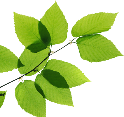Real Leaves Png Transparent Image - Green Leaves Transparent (425x404), Png Download