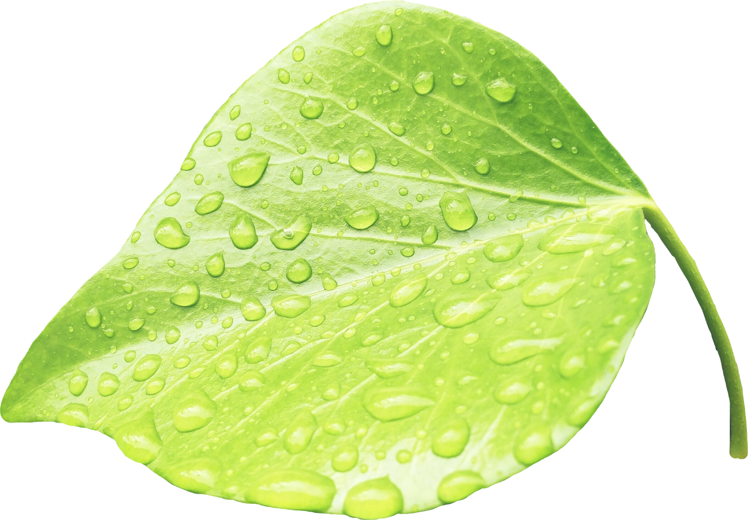 Leaves Water Green Rain Nature Plants Zoom - Water (1473x1024), Png Download