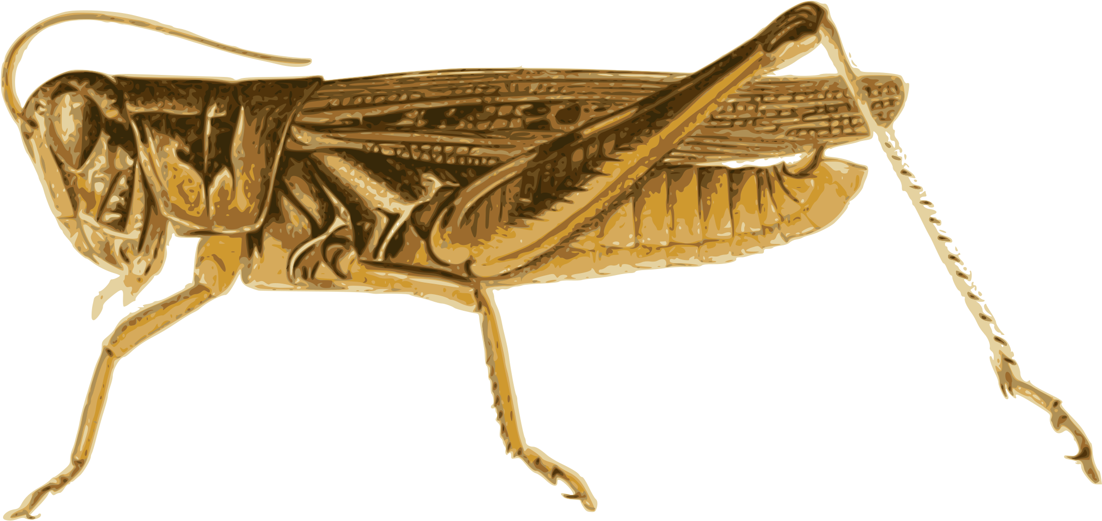 Download Big Image Locust Clipart Full Size PNG Image PNGkit