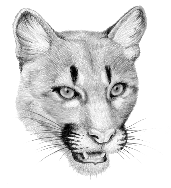 Mountainlion - Cougar (600x659), Png Download