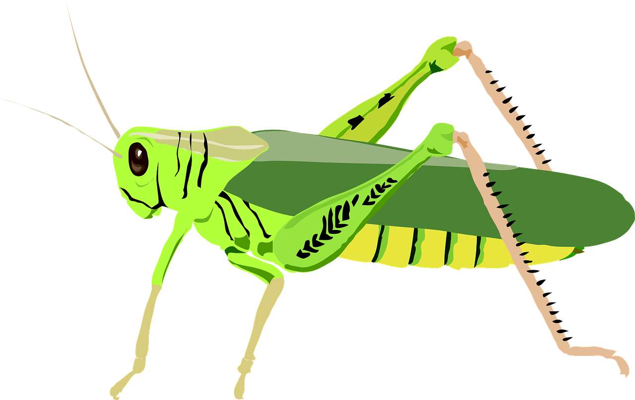 Svg Library Cricket Bug Clipart - Grasshopper Clip Art (600x379), Png Download