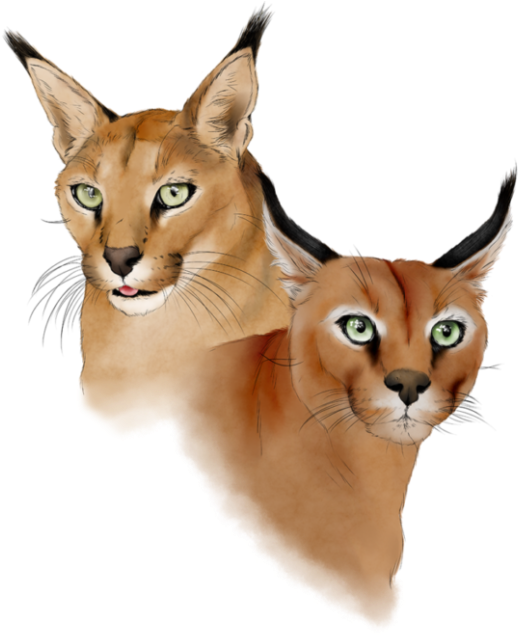 14 - Deer (562x675), Png Download