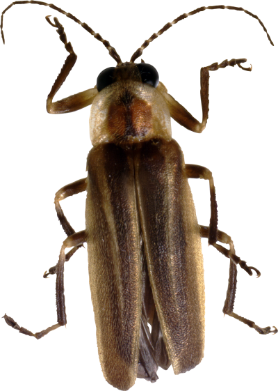 Bug Twenty - Cuca De Llum Insecte (400x561), Png Download