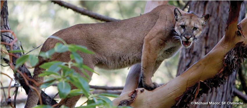 Study Of Mountain Lion Energetics Shows The Power Of - Mountain Lion On Tree (850x550), Png Download