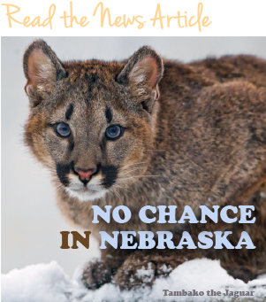 Thumbnail Of Kitten For News Story - Cougar (300x400), Png Download