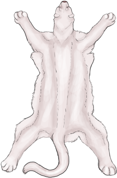 Albino Mountain Lion By Chevsoul - Cougar (400x658), Png Download