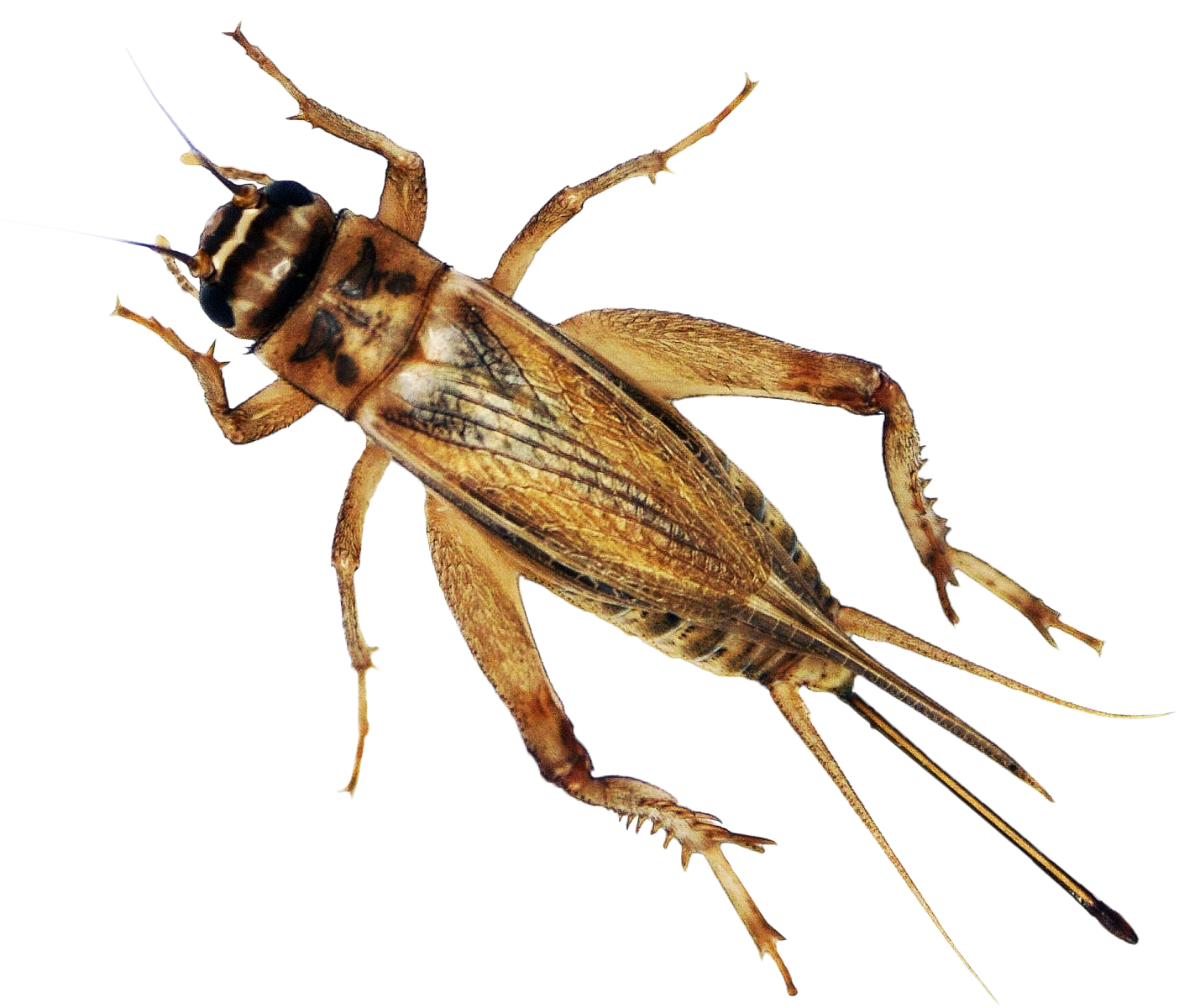 It's Cricket Season - Cricket (1416x1338), Png Download
