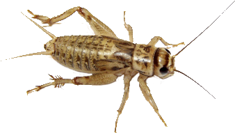 House Crickets Are The Most Commonly Fed Bug Out There - Banded Crickets Vs House Crickets (400x361), Png Download