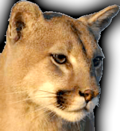 Photo By Montana Fish, Wildlife & Parks - Moving Picture Mountain Lion (459x500), Png Download
