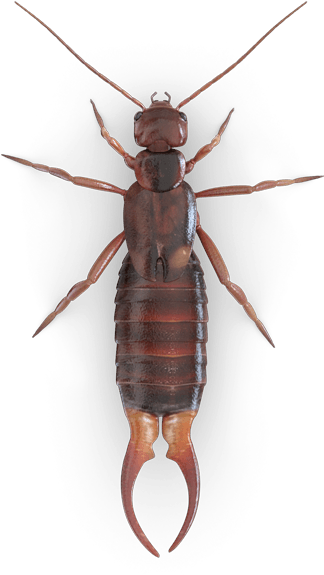 Earwig (425x600), Png Download