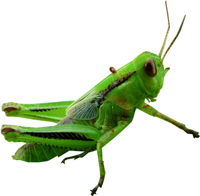 Grasshopper Clipart Transparent - Transparent Grasshopper Png (400x400), Png Download